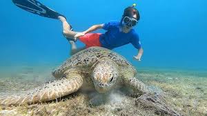 Sea turtle dive Balabac